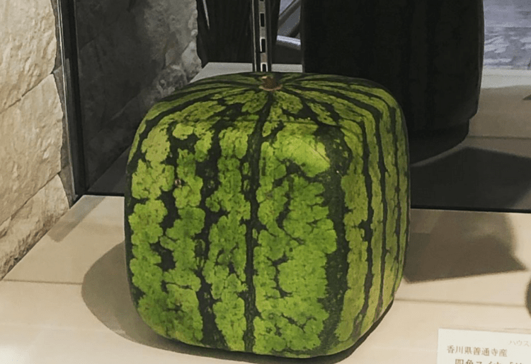 Japanese Farmers Are Growing Square Watermelons, Here’s Why:
