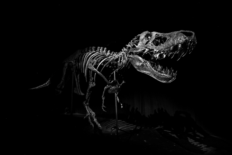 67-million-year-old Tyrannosaurus Rex skeleton Is Coming To Abu Dhabi's Natural History Museum