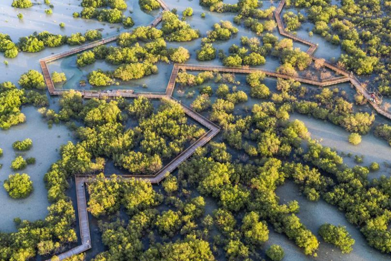 Celebrate World Mangrove Day This July With These 13 Stunning Mangroves Around UAE