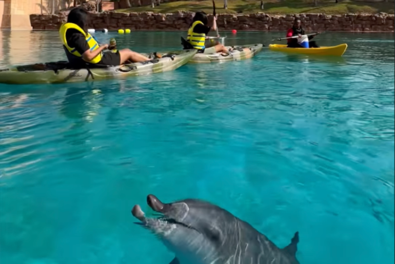 GIVEAWAY ALERT: Win A Chance For You And A Friend To Kayak Alongside Dolphin At The Atlantis