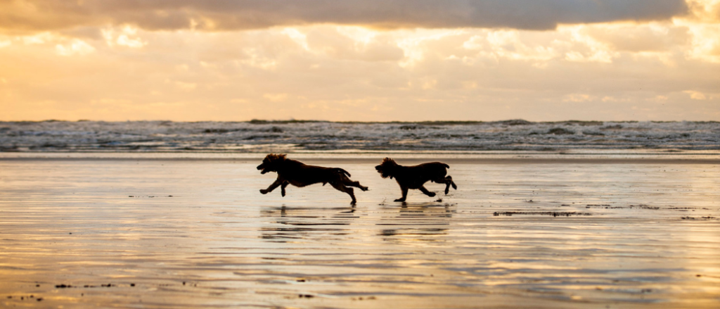 Dubai Islands Beach Is Now Dubai's First Fully Dog-Friendly Beach