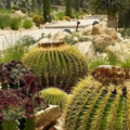 New Attraction Alert: Discover Dubai's New Cactus Park In Al Jaddaf