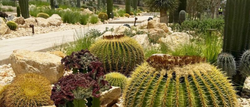 New Attraction Alert: Dubai Has A New Cactus Park In Al Jaddaf