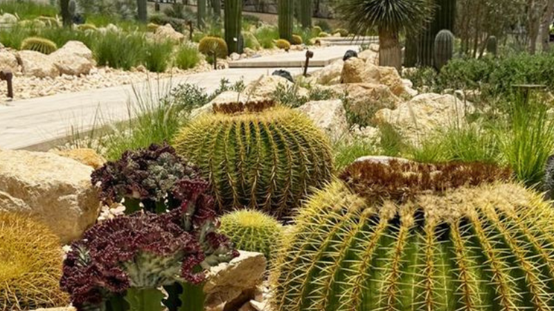 New Attraction Alert: Dubai Has A New Cactus Park In Al Jaddaf - Gulfbuzz