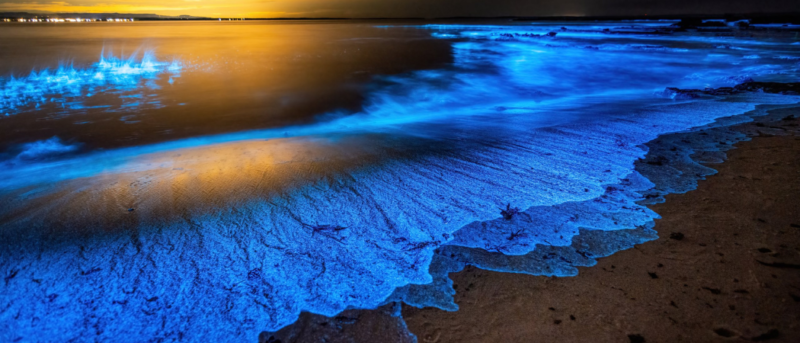 Rare Bioluminescent Beach Spotted In The UAE
