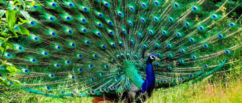 Did You Know Dubai Has A Park With Wild Peacocks? & You Can Enter For FREE