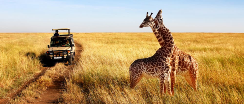 The Sharjah Safari Park Is Reopening This Month – Vist Over 50,000 Animals In One Place