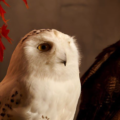 Middle East's First & Only Owl Cafe Is In Abu Dhabi - Play & Eat With 9 Beautiful Owls