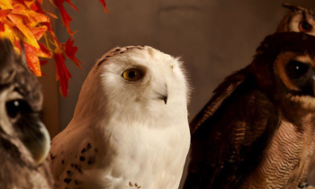 Middle East's First & Only Owl Cafe Is In Abu Dhabi - Play & Eat With 9 Beautiful Owls