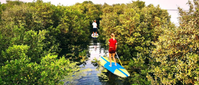 UAE To Soon Get First Ecotrail In The UAQ Mangrove Reserve – With Glowing Geckos, Dune Paths & More